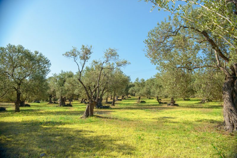 PRODUCTION PROCESS AND FACILITIES OF OLIVE OIL SAPFO